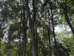 -重庆彩云湖湿地公园