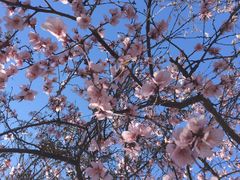 -桃花堤公园