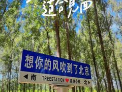 -森林小栈TreeStation露营基地