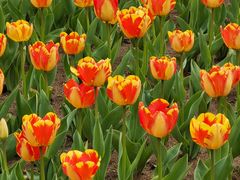 景点-沈阳植物园