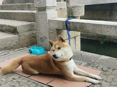-黎里古镇