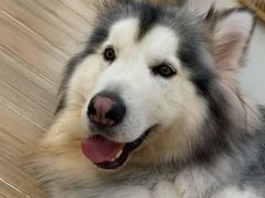 -李小姐の猫咖啡馆(五角场店)