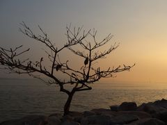 -深圳湾公园(南山区)