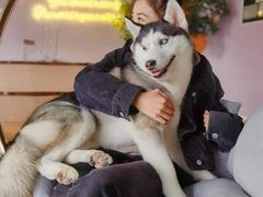 -Husky Go! 哈士奇体验馆·宠物咖啡厅狗咖