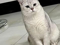 -纳吉亚猫专科动物医院·北北分院