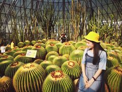 -深圳仙湖植物园-停车场