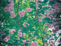 -长白岛森林公园