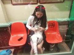 -猫咪博物馆(顶澳仔猫街店)