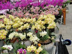 -三圣花乡旅游区