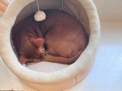 -Let's go狗咖·猫咖·奶狗·桌游(春熙路IFS店)