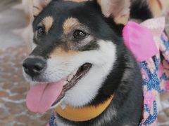 -柴犬高等学院·狗咖·柴犬售卖·宠物训练