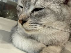 -楼上猫咖(罗湖店)
