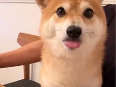 -花马天堂云南餐厅 Lost Heaven(外滩店)