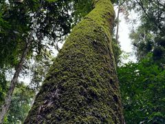 -西双版纳原始森林公园