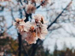 -北京鹫峰国家森林公园