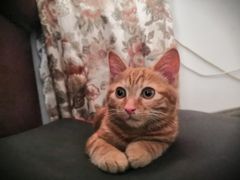 -爱侣宠医·鹦鹉专科·小型哺乳类·异宠专科(灵石路店)