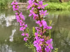 -南长河公园