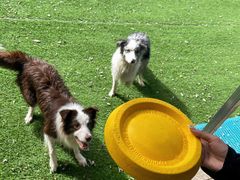 -宠乐会宠物乐园