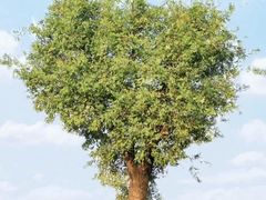 -汉长安城未央宫国家考古遗址公园