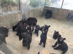 -东方熊牧场