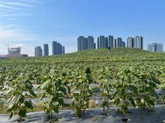 -光明小镇欢乐田园