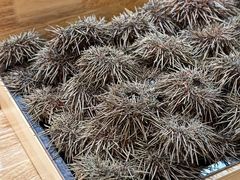 -鮨乐亭Omakase·海胆宴