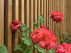 -四姑娘山阿巴郎·藏式花园餐厅