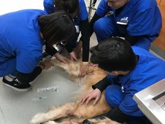 -宠福鑫动物医院·动物疾病诊疗中心(天通苑店)