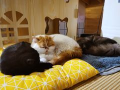 -喵屿·大理花园猫咖