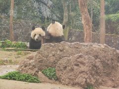 -都江堰中华大熊猫苑