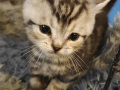 -平行世界·猫咖(首经贸店)