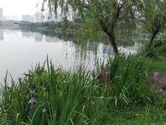 -飞来湖湿地公园