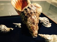 -青岛贝壳博物馆