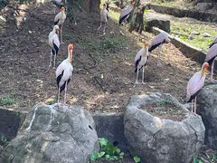 -吉隆坡雀鸟公园