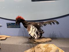 -国家自然博物馆