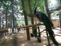 -石家庄市动物园