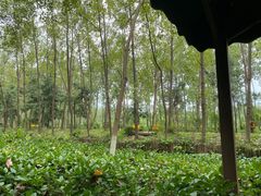 -合肥滨湖国家森林公园