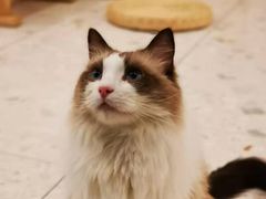 -飞行喵MR PILOT|猫舍·猫咖(静安大融城店)
