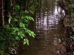 -桤木河湿地公园