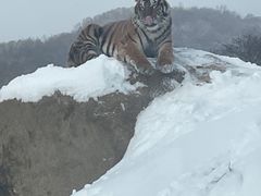 -横道河子东北虎林园