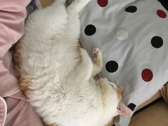 -北京观赏动物医院·24小时大型综合·猫专科·异宠专科