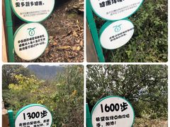 -大岭沟猕猴桃谷风景区