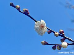 -香雪海