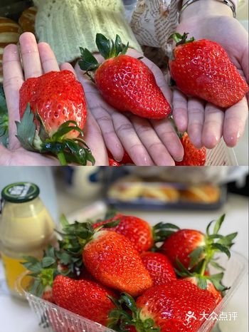 这么大一个的草莓真的过瘾 真的真的和掌心一般大