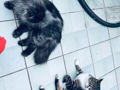 -喵屿·大理花园猫咖