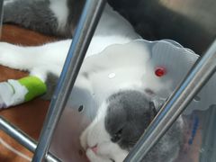 -佑安动物医院·全科·内窥镜中心(幸福巷店)