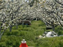 -树山生态村
