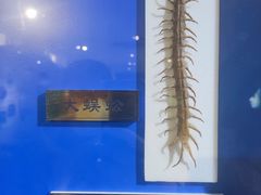 -上海昆虫博物馆