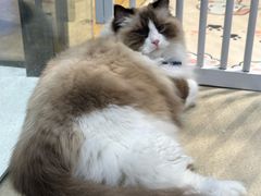 -藏猫猫咖啡主题馆(中央大道店)