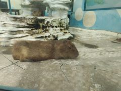 -大连森林动物园